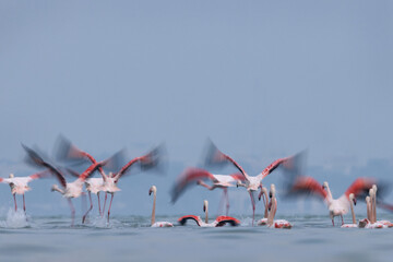 Motion blur shot of Greater Flamingos takeoff at Eker creek during high tide in the morning, Bahrain