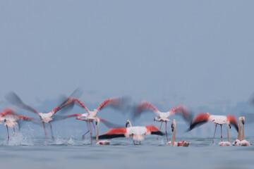 Motion blur shot of Greater Flamingos takeoff at Eker creek during high tide
