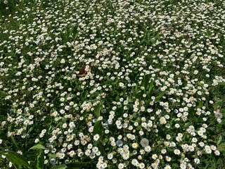 field of white flowers