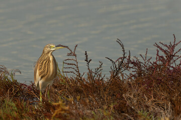 A  Squacco Heron at Mameer, bahrain