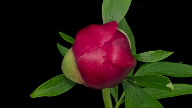 Macro time lapse blooming and wilting red peony flower close-up, isolated on pure black background
