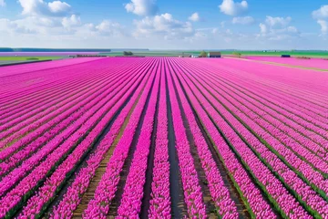 Fotobehang Aerial drone view of colorful pink tulip fields leading to the horizon, spring in Holland. © Hunman