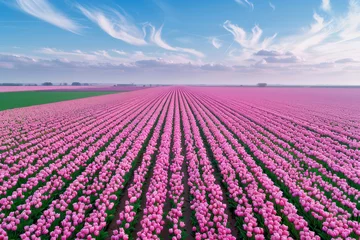 Fotobehang Aerial drone view of colorful pink tulip fields leading to the horizon, spring in Holland. © Hunman