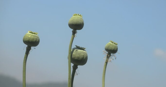 Opium poppy or breadseed poppy  (Papaver somniferum) seed pod capsules swaying in wind against sky and mountain background