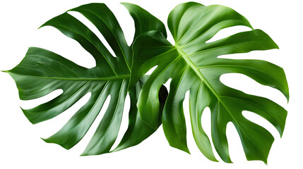 Vibrant Green Mostera Plant Leaves isolated Background