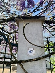 Pilier & Glycine