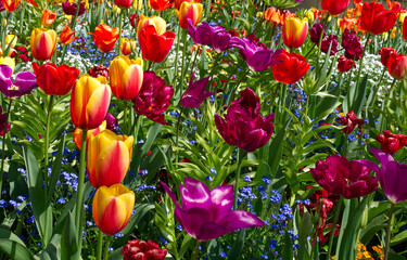 some mixed colored tulips