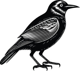 A close up of a black and white Little bird on a branch of tree