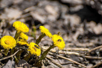 Tussilago farfara, commonly known as coltsfoot in April in the spring - obrazy, fototapety, plakaty