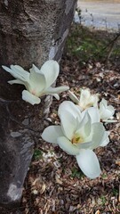 ハクモクレン　White magnolia