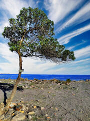 tree next to the Mediterranean Sea