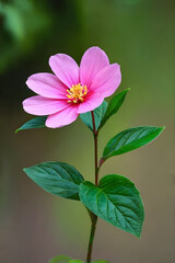 Obraz premium pink flower in photography