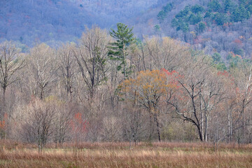 Budding spring trees at the foothills of the Smoky Mountains on the Tennessee side