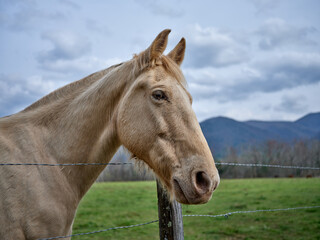 Beautiful cream colored horse on a large farm in Cades Cove Tennessee at the foot of the Smoky Mountains - 783906967