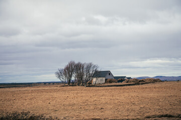 Abandoned cabin with tree in a remote icelandic landscape  - obrazy, fototapety, plakaty