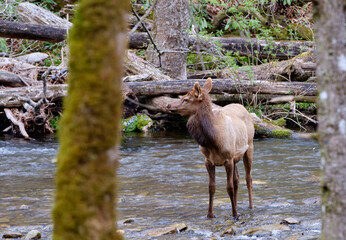 Two young Elks, or Wapiti crossing the Oconaluftee River near Cherokee North Carolina - 783907305