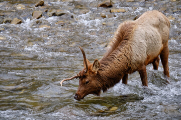 Single Antlered Bull Elk or Wapiti standing and drinking water from  Oconaluftee River  in the Smoky Mountains of North Carolina near Cherokee - 783907536