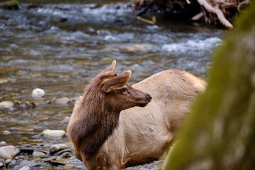 Elk or Wapita coming out of the waters of the Oconaluftere River in the Smoky Mountains of north Carolina - 783907752