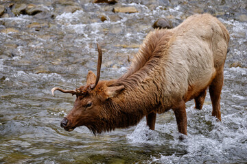 Single Antlered Bull Elk or Wapiti standing and drinking water from  Oconaluftee River  in the Smoky Mountains of North Carolina near Cherokee - 783907777