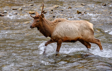 Single Antlered Bull Elk or Wapiti running in the Oconaluftee River in the Smoky Mountains of North Carolina near Cherokee - 783907951