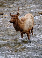 Single Antlered Bull Elk or Wapiti standing in the Oconaluftee River in the Smoky Mountains of North Carolina near Cherokee - 783907956
