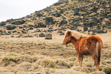 Icelandic horse and a rocky landscape 