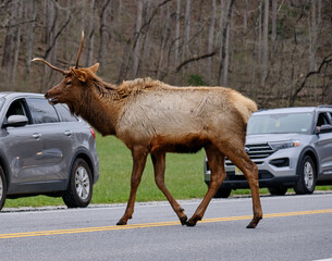 Single antlered Bull Elk crossing the road in the Smoky Mountains of North Carolina near Cherokee