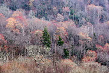 Budding trees in spring at the foot of the Smoky Mountains