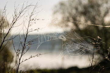 A delicate spider web stretches intricately across the verdant branches of the vegetation,...