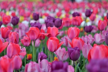 튤립, flower, 봄, 뜰, 튤립, 네이처, 분홍, flower, 개화, 블로섬, 들판, 보라색,...