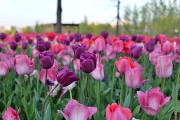 튤립, flower, 봄, 분홍, 뜰, 튤립, 네이처, flower, 들판, red, 블로섬, 미, 식물, 개화, 보라색, 공원, 식물, 변색, 여름, 꽃, beautiful, 일, 다채로운, 개화