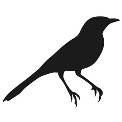 Mimus Gilbus