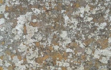 Surface of concrete with colored lichen growth.