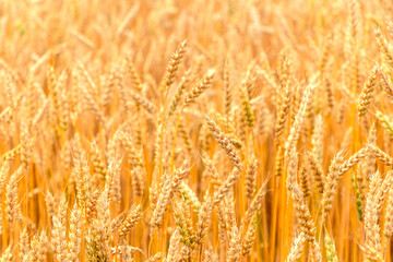 Fototapeta premium Wheat field with ripe ears in sunlight. Cultivation of wheat