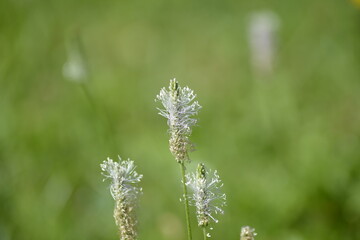 Zarte Pflanzen im Grünen