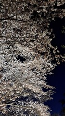 桜　ライトアップ　cherry blossom light up