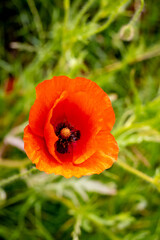 Big red poppy flower on a background of green grass