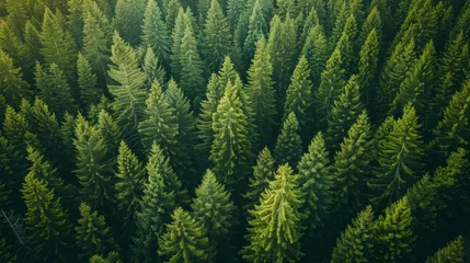 Fotobehang Aerial view of pine wood. © Syahrul Zidane A