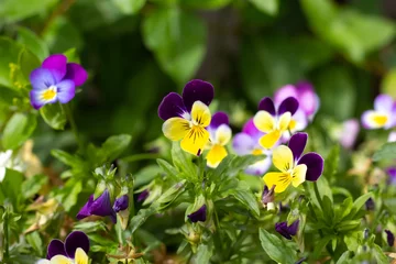 Fotobehang A viola pansy  in  garden, viola tricolor, little pansy © Volodymyr