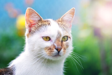 White spotted cat with an attentive gaze close-up on a blurred background
