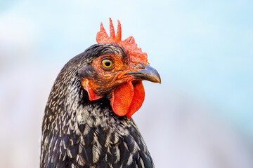 Close-up portrait in profile of a black hen