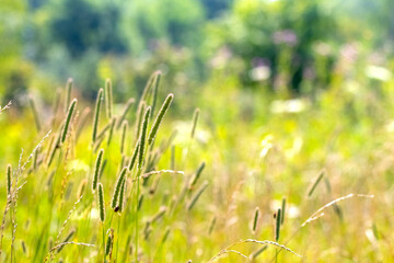Thickets of grass in a meadow in sunny weather, summer background