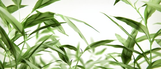  Blurred upper portion of the plant - obrazy, fototapety, plakaty