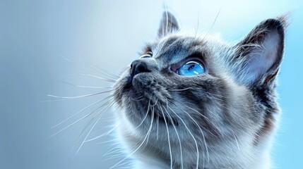   A cat's face in close-up, eyes widened, against a backdrop of a clear, blue sky