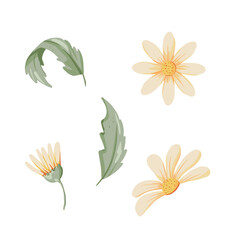 flowers elements, isolated botany illustration flowers
