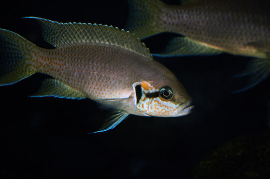 Neolamprologus  brichardi "Magara" from Tanganyika lake in the tank close up