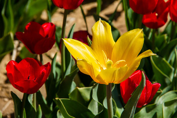 tulip, tulips garden
