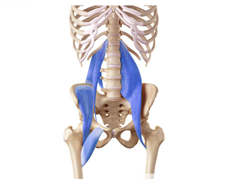 Hip and lower back of the deep front line - pectineus, psoas minor, psoas major, quadratus lumborum, iliacus