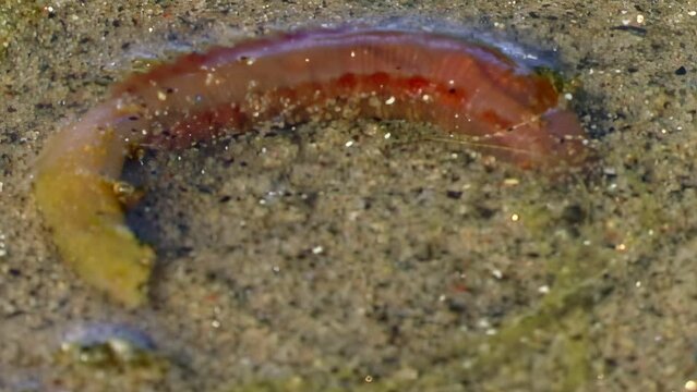Grown larva of underwater sea worm Nereis virens on seabed. Feeling of disgust is evoked by grown larva of underwater sea worm Nereis virens.