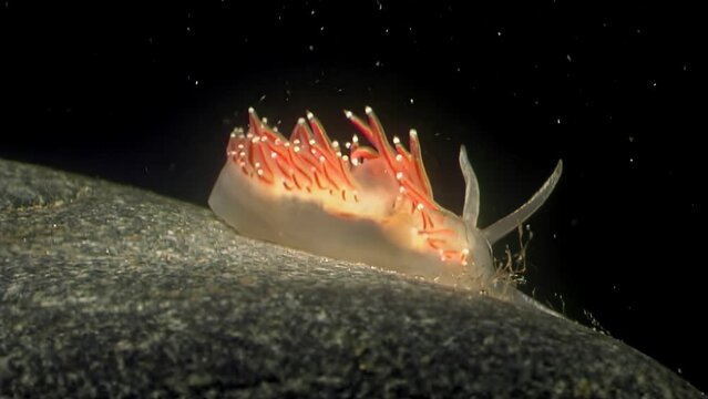 Underwater sea slugs Flabellina, close-up. One of distinctive features of Flabellina species is their slender, elongated bodies, which are adorned with numerous cerata along their backs.